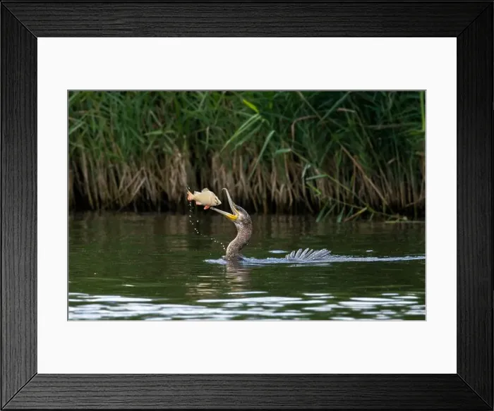 Framed Print : Great cormorant (phalacrocorax carbo) catching a fish on the River Bure in Norfolk Broads Framed Print : Great cormorant (phalacrocorax carbo) catching a fish on the River Bure in Norfolk Broads
