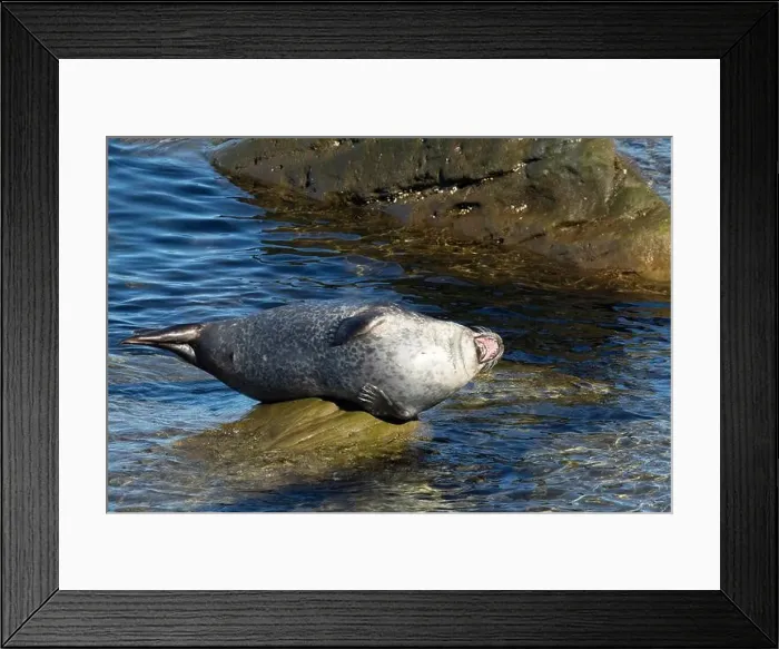 Framed Print : Harbor seal, phoca vitulina vitulina Framed Print : Harbor seal, phoca vitulina vitulina