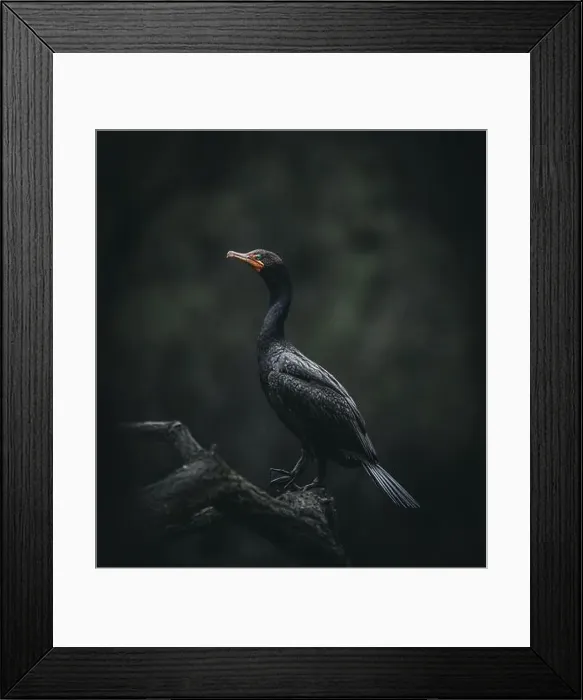 Framed Print : Double-crested Cormorant Framed Print : Double-crested Cormorant