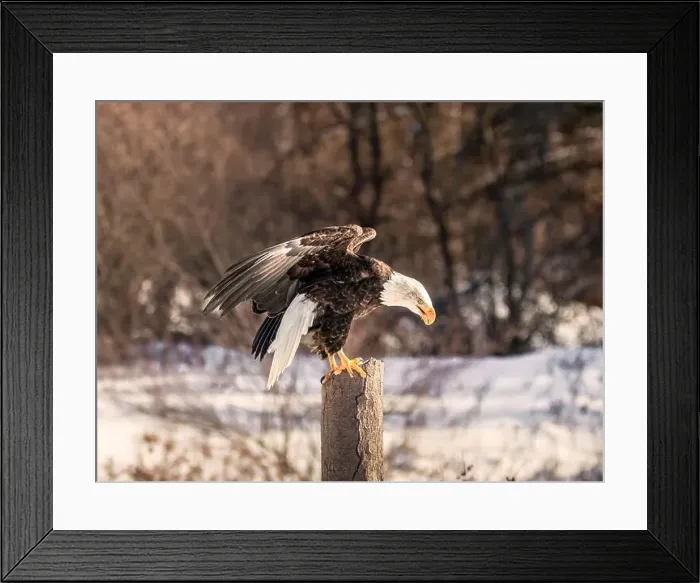 Framed Print : A bald eagle perches on a dead tree in Southern Ontario, Canada Framed Print : A bald eagle perches on a dead tree in Southern Ontario, Canada