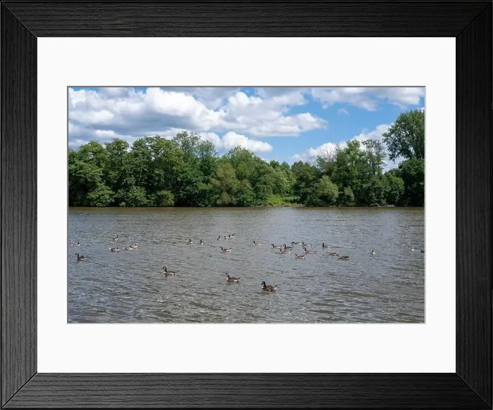 Framed Print : Many Canada geese ( Branta canadensis ) swimming in the water near the river bank with blue sky and clouds Framed Print : Many Canada geese ( Branta canadensis ) swimming in the water near the river bank with blue sky and clouds