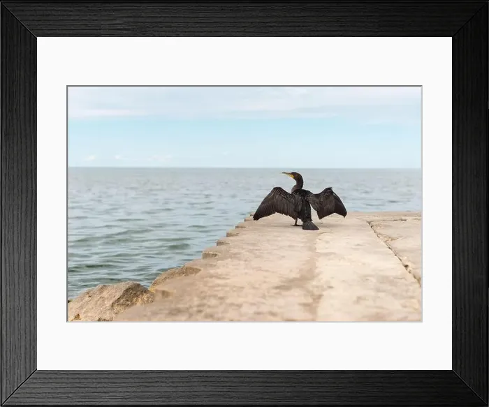 Framed Print : Back view of a double-breasted cormorant sunning it's wings on dock Framed Print : Back view of a double-breasted cormorant sunning it's wings on dock