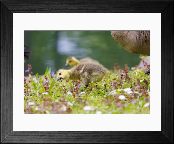 Framed Print : Canada goose (Branta canadensis), Germany Framed Print : Canada goose (Branta canadensis), Germany