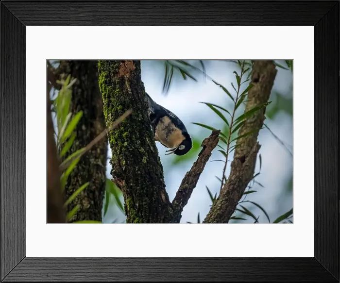 Framed Print : Blue Nuthatch - Sitta azurea perching on tree Framed Print : Blue Nuthatch - Sitta azurea perching on tree