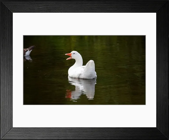 Framed Print : Farmyard goose preening on the mill pond Framed Print : Farmyard goose preening on the mill pond