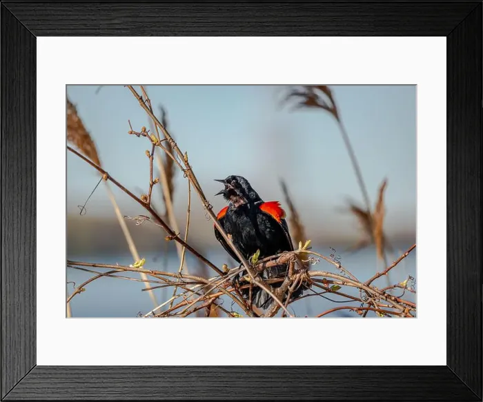 Framed Print : Red-winged Blackbird is a passerine bird found in most of North America and much of Central America Framed Print : Red-winged Blackbird is a passerine bird found in most of North America and much of Central America