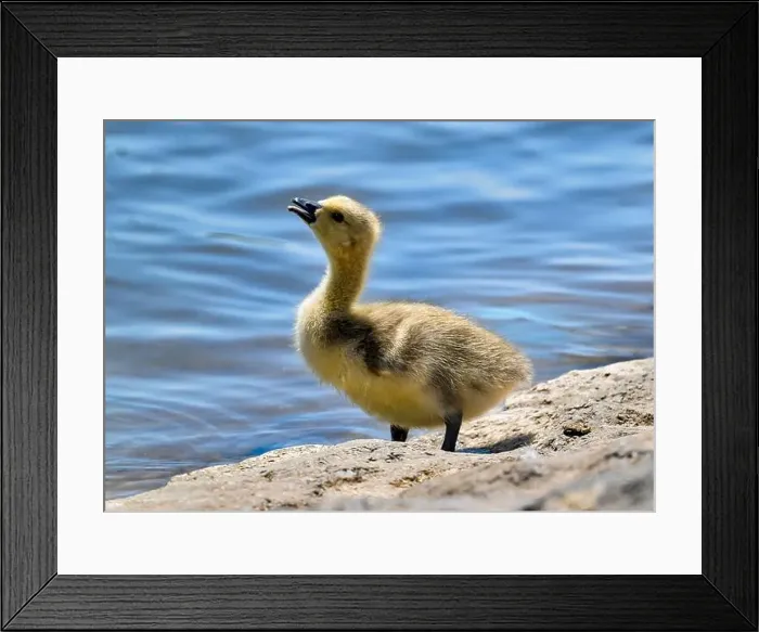 Framed Print : Cute Canada goose gosling (Branta canadensis) Framed Print : Cute Canada goose gosling (Branta canadensis)