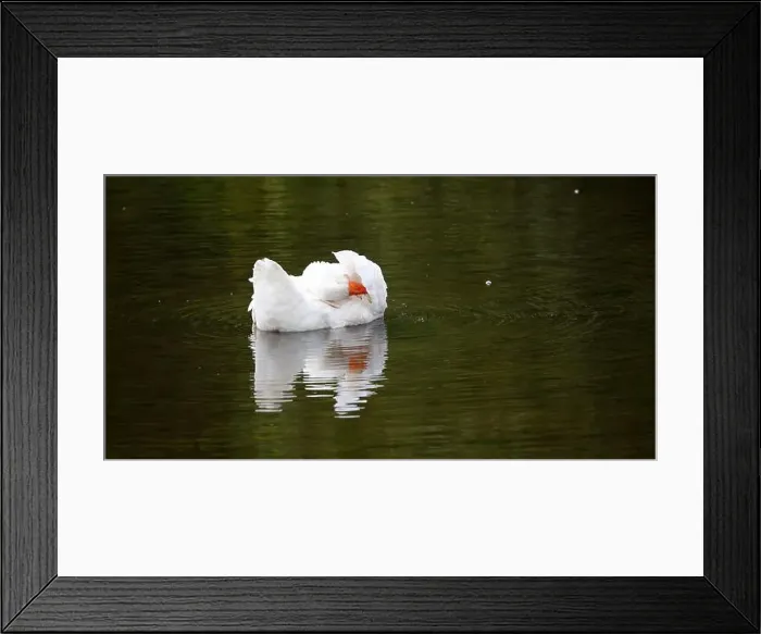 Framed Print : Farmyard goose preening on the mill pond Framed Print : Farmyard goose preening on the mill pond