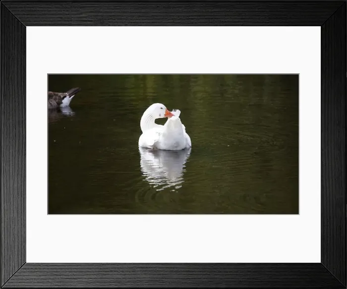 Framed Print : Farmyard goose preening on the mill pond Framed Print : Farmyard goose preening on the mill pond