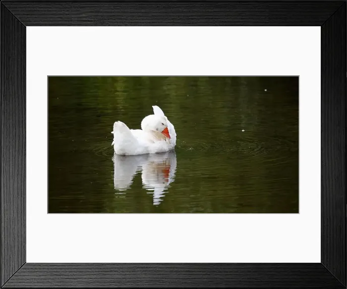 Framed Print : Farmyard goose preening on the mill pond Framed Print : Farmyard goose preening on the mill pond