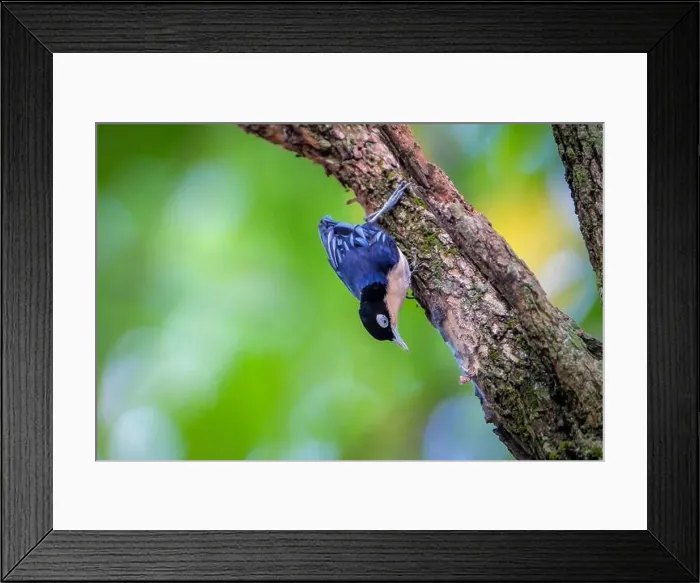 Framed Print : Blue Nuthatch - Sitta azurea perching on tree Framed Print : Blue Nuthatch - Sitta azurea perching on tree