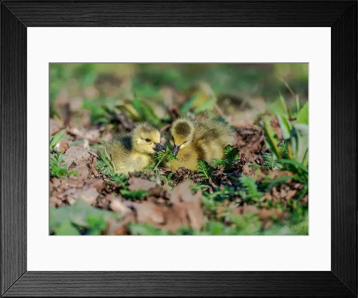 Framed Print : Newborn goslings in the springtime