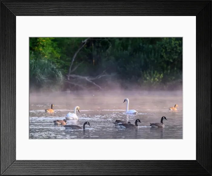 Framed Print : Geese and swans swimming in the early morning mist Framed Print : Geese and swans swimming in the early morning mist