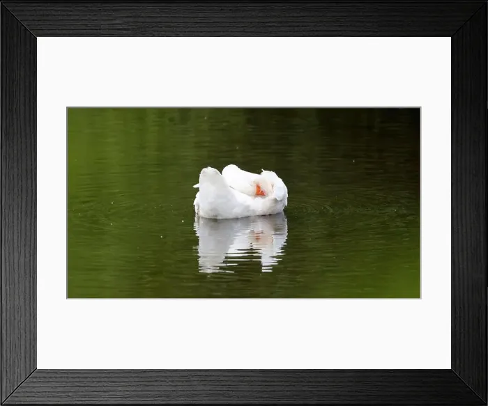 Framed Print : Farmyard goose preening on the mill pond