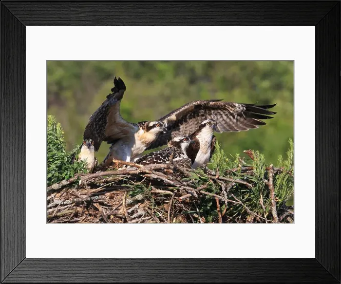Framed Print : Osprey family into the nest, Quebec, Canada Framed Print : Osprey family into the nest, Quebec, Canada