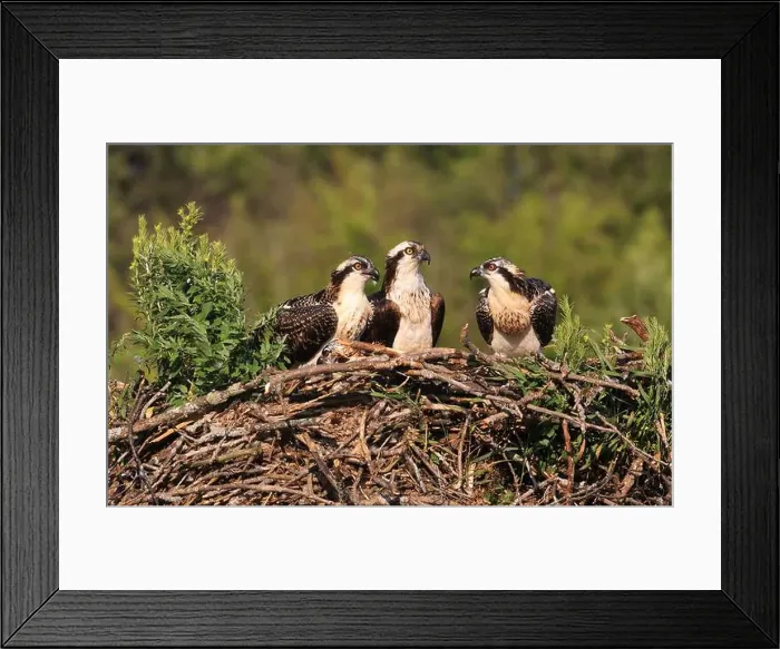 Framed Print : Osprey family into the nest, Quebec, Canada Framed Print : Osprey family into the nest, Quebec, Canada