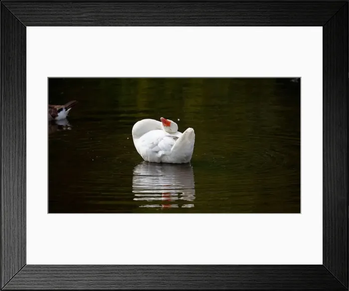 Framed Print : Farmyard goose preening on the mill pond Framed Print : Farmyard goose preening on the mill pond