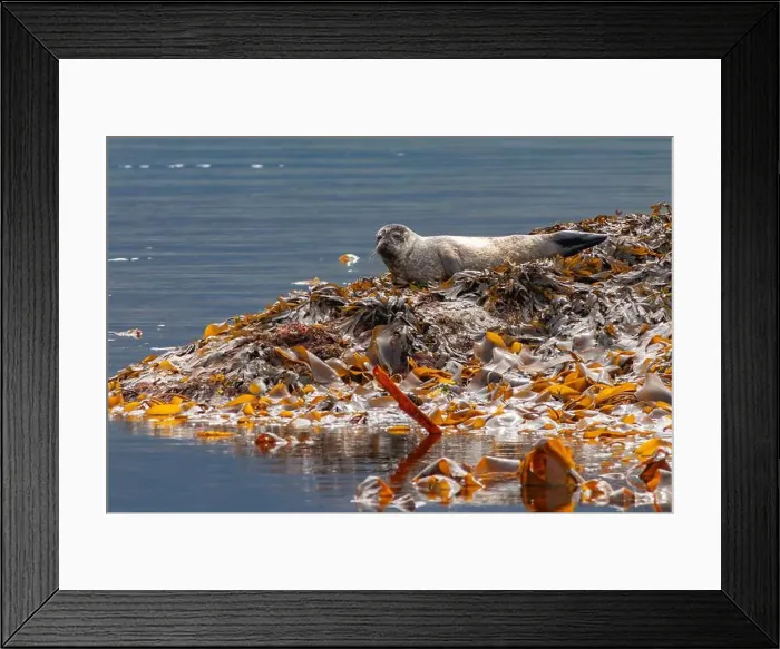 Framed Print : harbour seal pup hauled out resting on kelp covered rocks on west coast of Scotland Framed Print : harbour seal pup hauled out resting on kelp covered rocks on west coast of Scotland