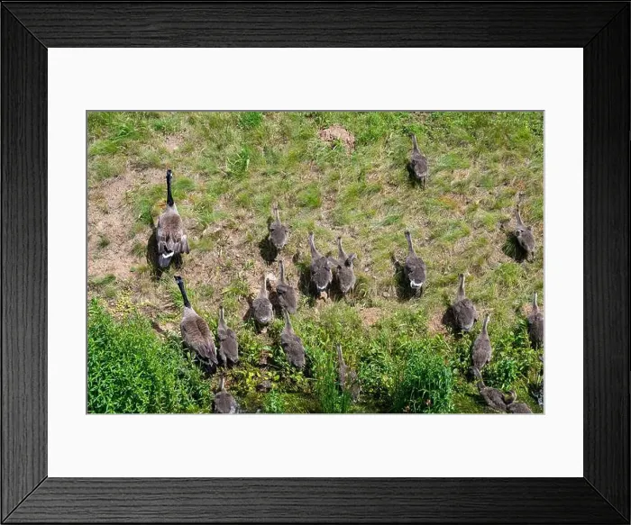 Framed Print : Some Canada geese ( Branta canadensis ) and their chicks run up a slope in a green meadow Framed Print : Some Canada geese ( Branta canadensis ) and their chicks run up a slope in a green meadow