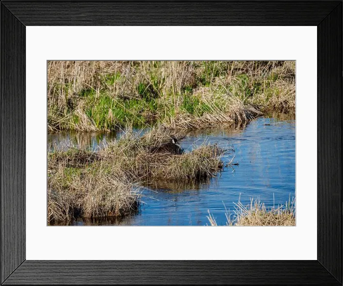 Framed Print : Nesting geese on the St. Lawrence River Framed Print : Nesting geese on the St. Lawrence River