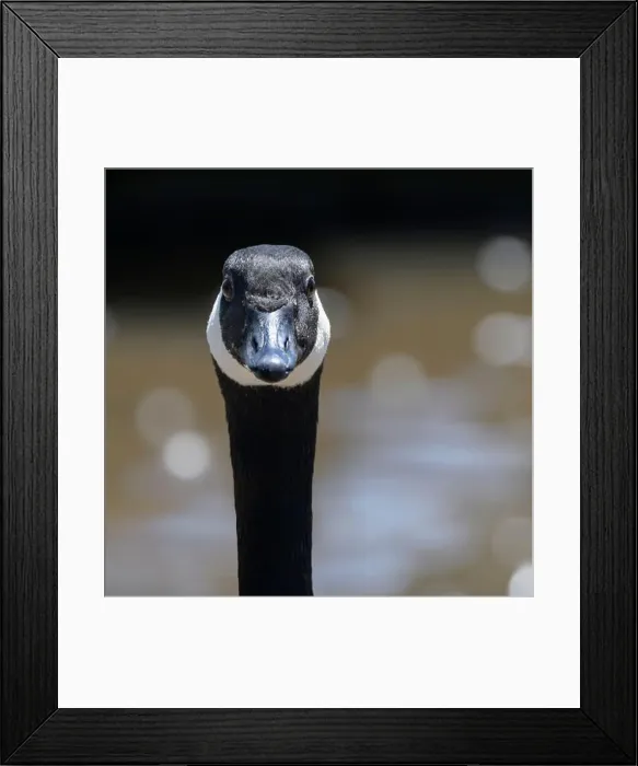 Framed Print : Close up headshot of Canada goose (Branta canadensis), sometimes called Canadian goose, with bokeh in background Framed Print : Close up headshot of Canada goose (Branta canadensis), sometimes called Canadian goose, with bokeh in background