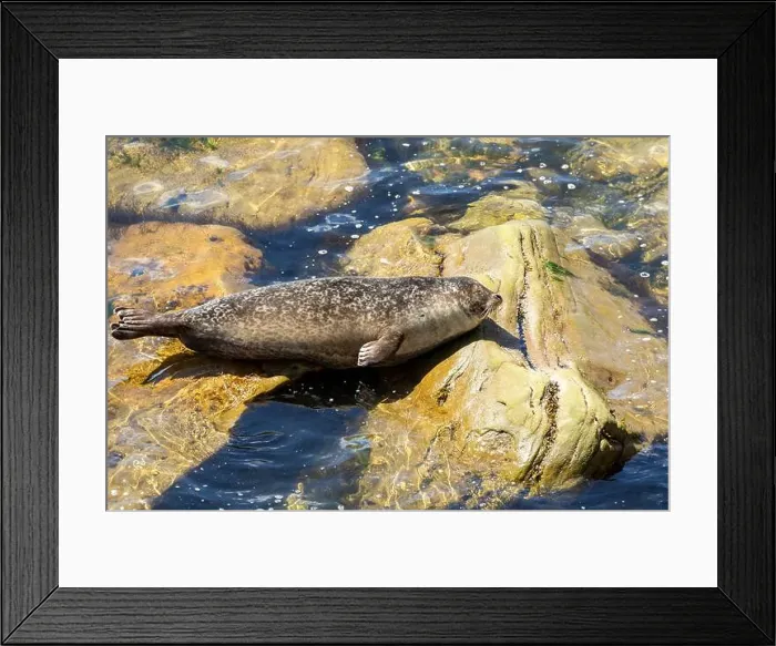 Framed Print : Harbor seal, phoca vitulina vitulina Framed Print : Harbor seal, phoca vitulina vitulina