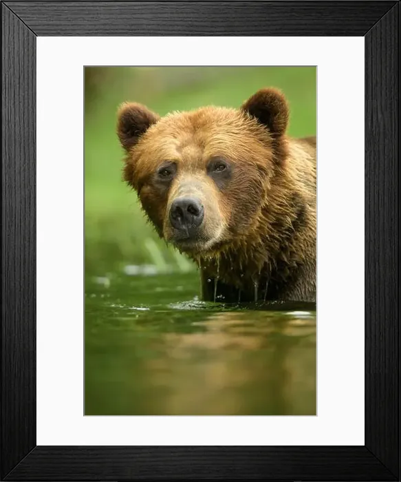 Framed Print : Large male brown bear portrait in water Framed Print : Large male brown bear portrait in water