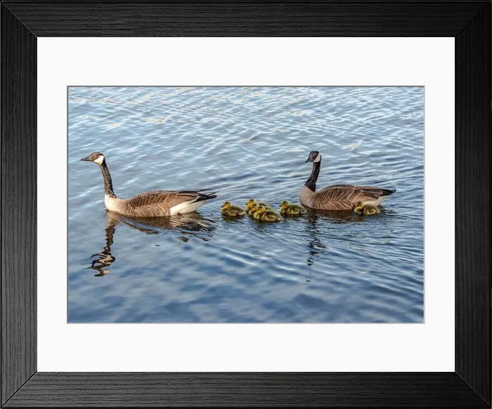 Framed Print : Newborn goslings in the springtime Framed Print : Newborn goslings in the springtime