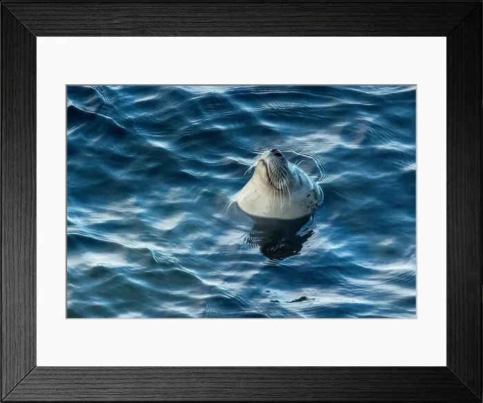 Framed Print : Harbor seal, phoca vitulina vitulina Framed Print : Harbor seal, phoca vitulina vitulina