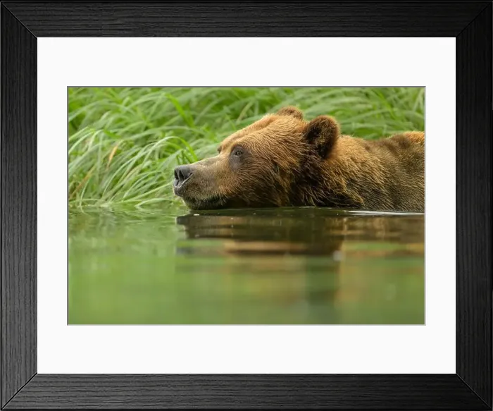 Framed Print : Adult Brown Bear swimming in estuary in Khutzeymateen Sanctuary Framed Print : Adult Brown Bear swimming in estuary in Khutzeymateen Sanctuary