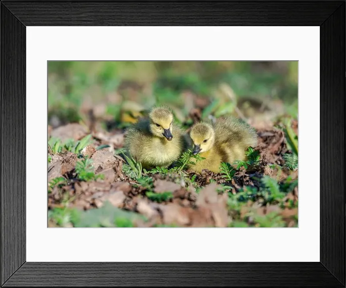 Framed Print : Newborn goslings in the springtime Framed Print : Newborn goslings in the springtime