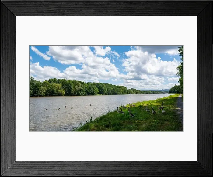 Framed Print : Lots of Canada geese ( Branta canadensis ) on a meadow on the river bank and some swimming in the water Framed Print : Lots of Canada geese ( Branta canadensis ) on a meadow on the river bank and some swimming in the water