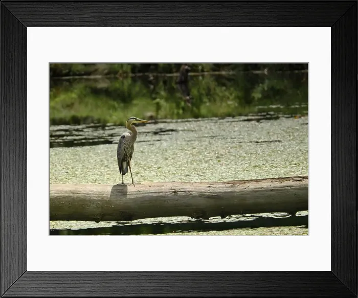 Framed Print : Great heron standing on a fallen tree Framed Print : Great heron standing on a fallen tree