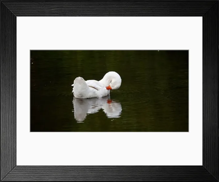 Framed Print : Farmyard goose preening on the mill pond Framed Print : Farmyard goose preening on the mill pond