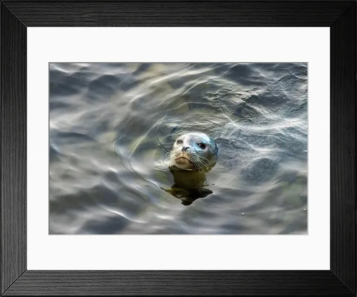 Framed Print : Harbor seal, phoca vitulina vitulina Framed Print : Harbor seal, phoca vitulina vitulina