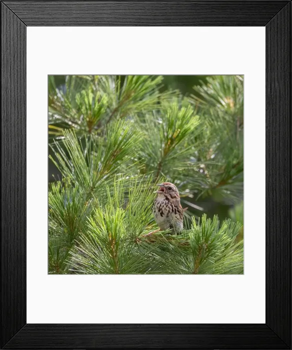 Framed Print : Song sparrow perching on a tree stump with evergreen forest background Framed Print : Song sparrow perching on a tree stump with evergreen forest background