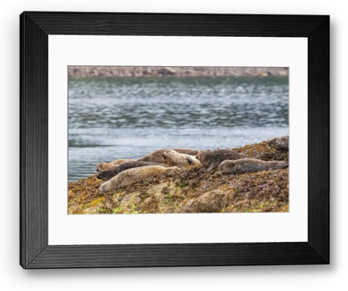 Framed Print : Common harbor seals, Phoca vitulina, hauled out resting on rocks with seaweed near Mallaig Scotland Framed Print : Common harbor seals, Phoca vitulina, hauled out resting on rocks with seaweed near Mallaig Scotland