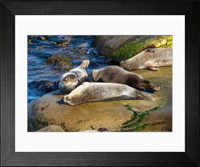 Framed Print : Harbor seals, phoca vitulina vitulina Framed Print : Harbor seals, phoca vitulina vitulina