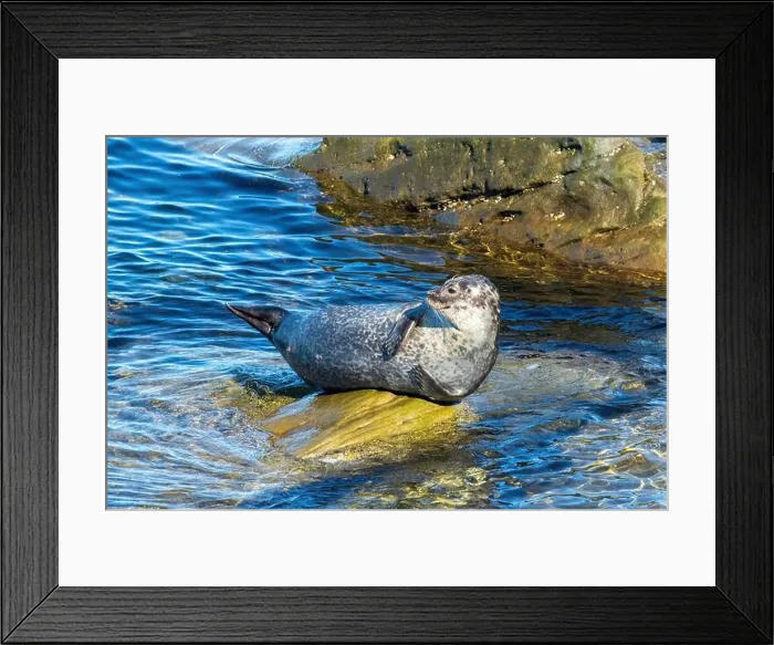 Framed Print : Harbor seal, phoca vitulina vitulina Framed Print : Harbor seal, phoca vitulina vitulina