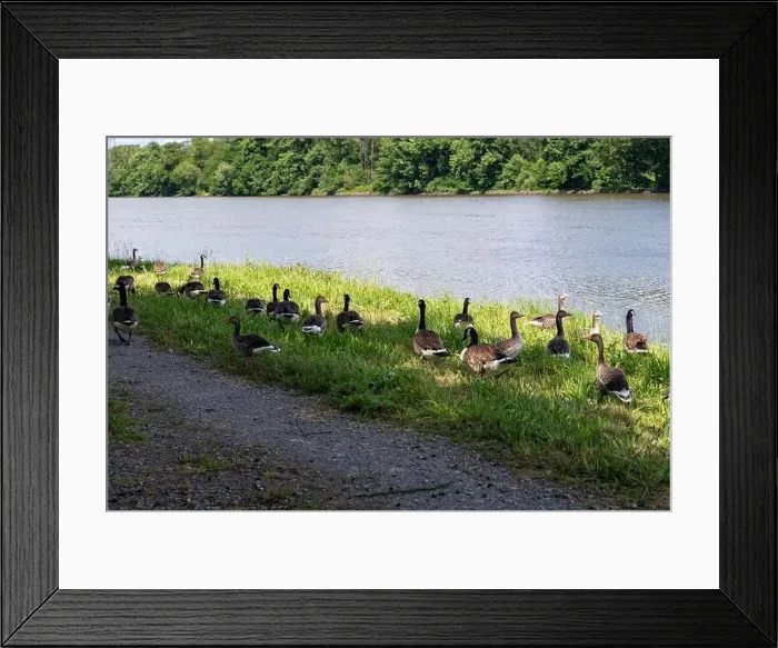 Framed Print : Many Canada geese ( Branta canadensis ) on a green meadow near the river bank Framed Print : Many Canada geese ( Branta canadensis ) on a green meadow near the river bank