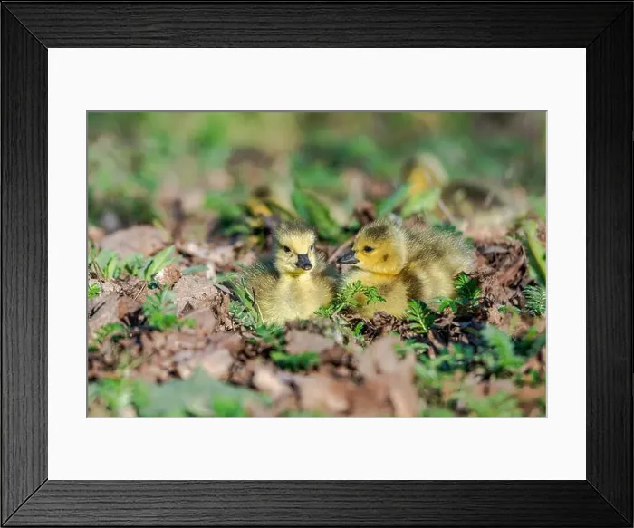 Framed Print : Newborn goslings in the springtime Framed Print : Newborn goslings in the springtime