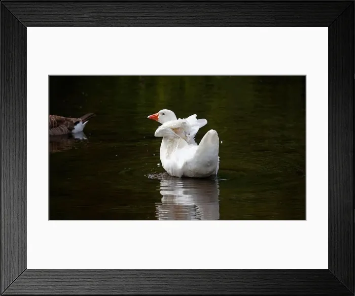 Framed Print : Farmyard goose preening on the mill pond Framed Print : Farmyard goose preening on the mill pond
