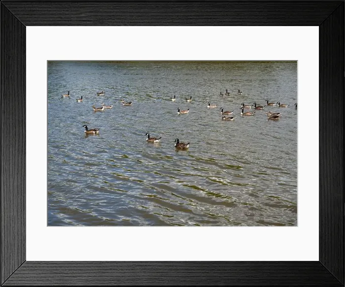 Framed Print : Many Canada geese ( Branta canadensis ) swimming in the water near the river bank Framed Print : Many Canada geese ( Branta canadensis ) swimming in the water near the river bank
