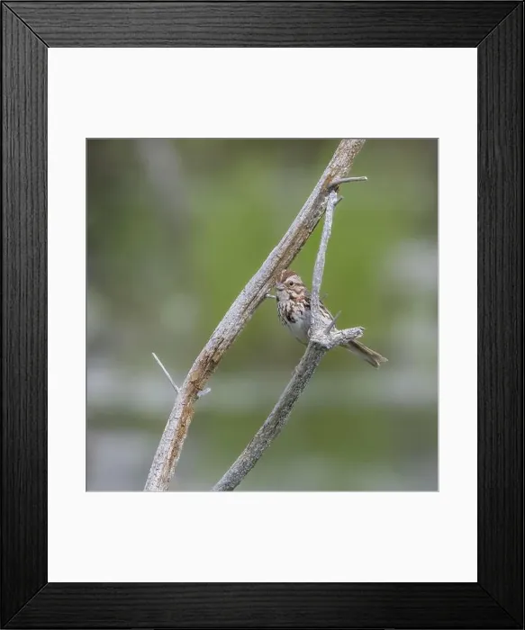 Framed Print : Song sparrow perched on a branch in Muskoka Ontario in summer Framed Print : Song sparrow perched on a branch in Muskoka Ontario in summer
