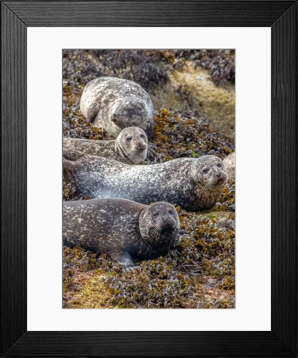 Framed Print : Common harbor seals, Phoca vitulina, hauled out resting on rocks with seaweed near Mallaig Scotland Framed Print : Common harbor seals, Phoca vitulina, hauled out resting on rocks with seaweed near Mallaig Scotland