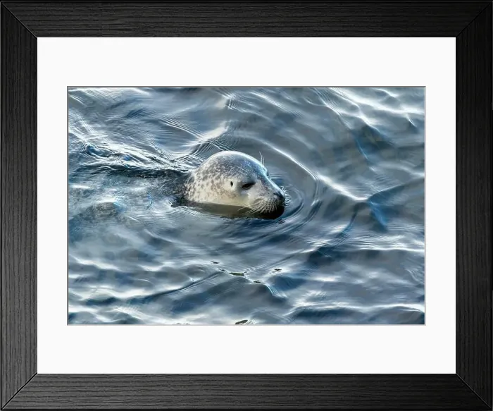 Framed Print : Harbor seal, phoca vitulina vitulina