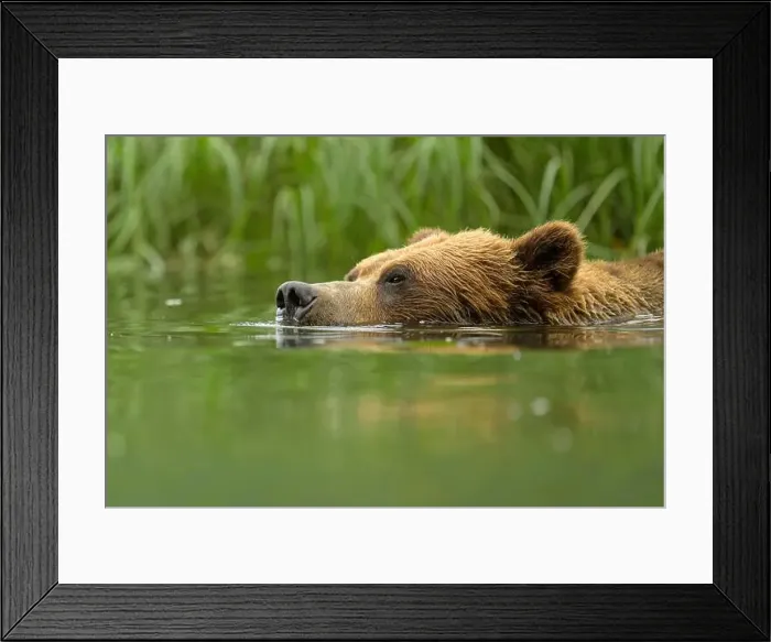 Framed Print : close up of grizzly bear swimming in estuary Framed Print : close up of grizzly bear swimming in estuary