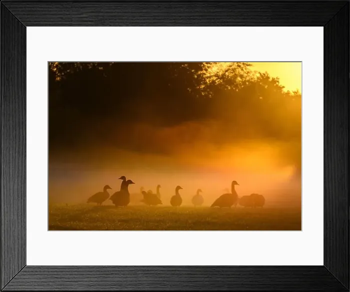 Framed Print : Geece in the early morning mist at sunrise