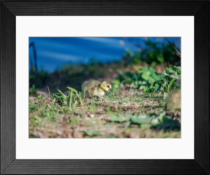 Framed Print : Newborn goslings in the springtime Framed Print : Newborn goslings in the springtime