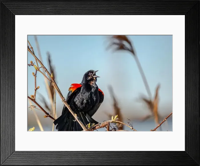 Framed Print : Red-winged Blackbird is a passerine bird found in most of North America and much of Central America Framed Print : Red-winged Blackbird is a passerine bird found in most of North America and much of Central America